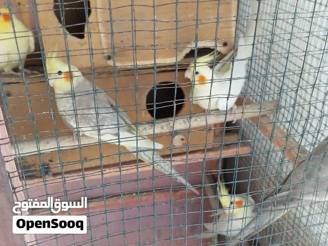 كوكتيل شكري للبيع