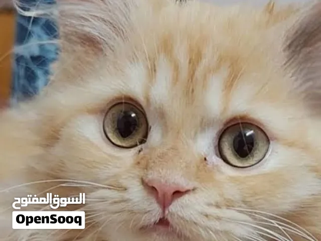 best Persian kittens for sale