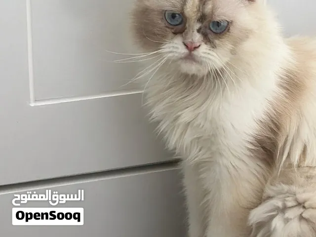 قطة هملايا (انثى) لتبني