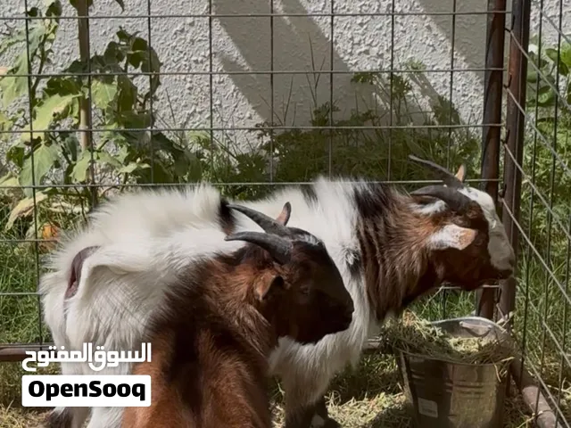 فحول ماعز قزم