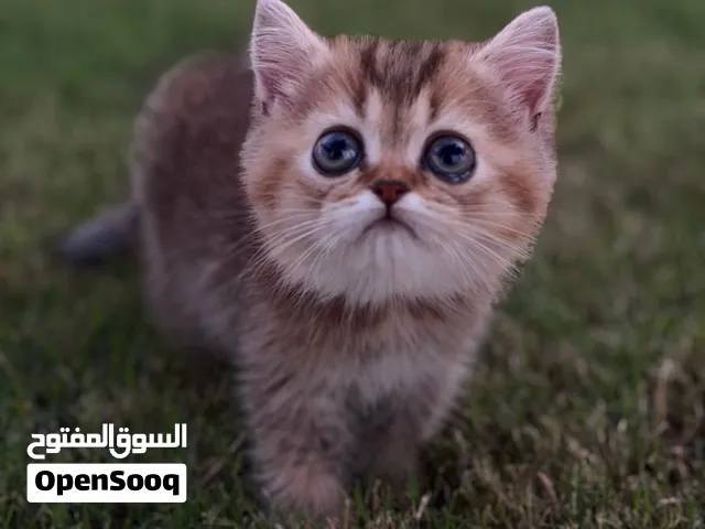 للبيع قطط سكوتش فولد و سترايت