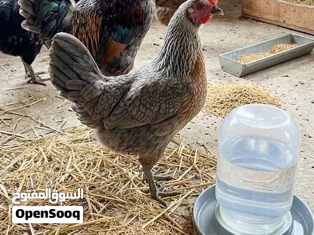 بيض بلدي صافي كمياات نسبه تخصيب عاليه ان شاء الله