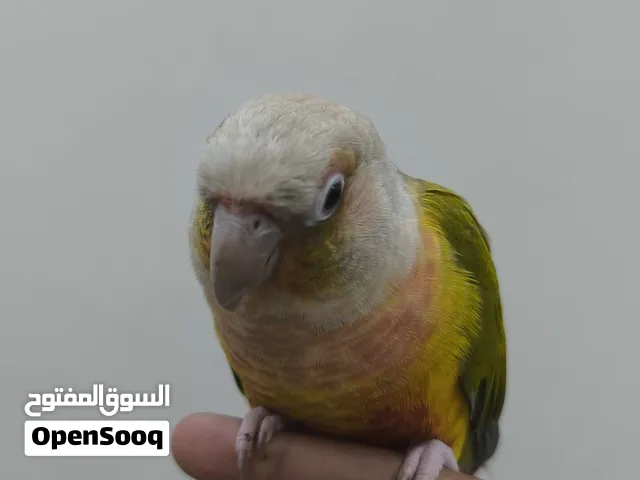 للييع كنيور