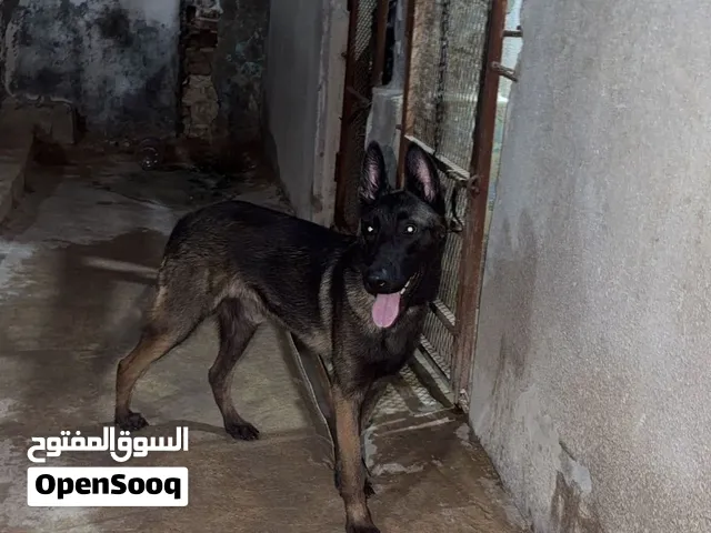 السلام عليكم  كلب مالينوا حاجة ربي يبارك  عمره 11شهر