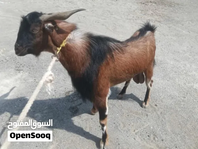 تيس حار جاهز