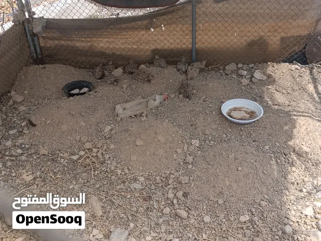 عشوي وقط على 15 ريال