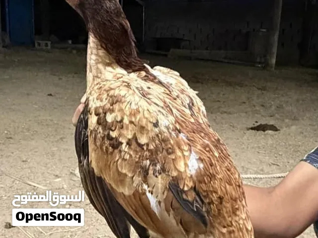 ديايه بكستانيه للبيع