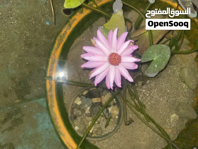 زنبق المآء النيلوفر