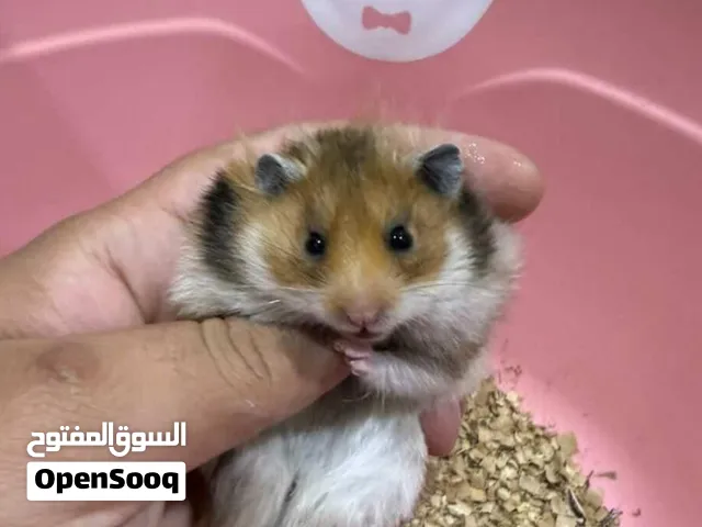 هامستر للبيع