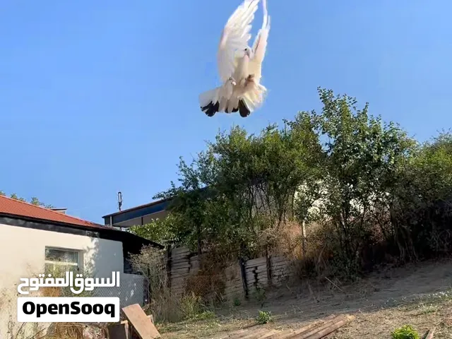 شقلباظ جوي