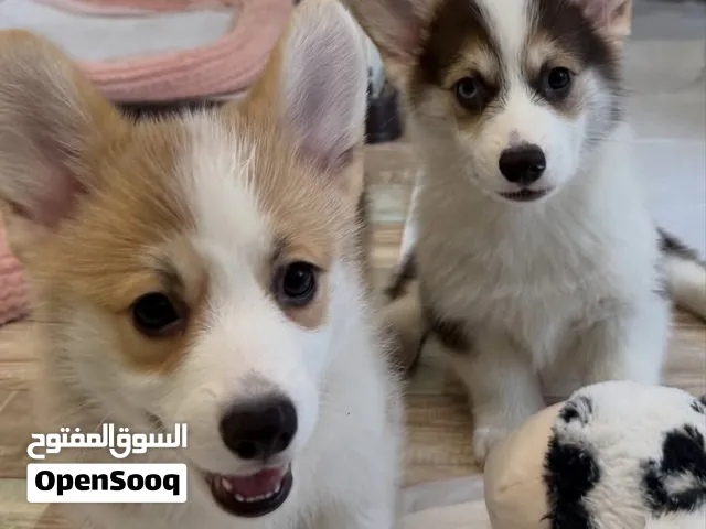 Meet Our Beautiful Corgi Puppies – Two Little Bundles of Love, Happiness, and Endless Cuteness!