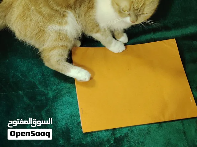 Cat for adoption - free