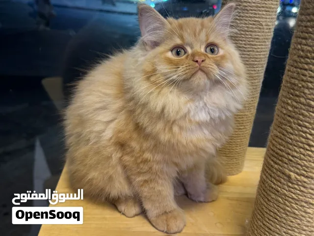 Persian kittens available