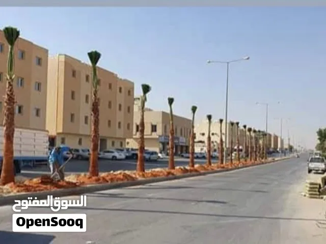 نخل واشنطن نخيل عربي