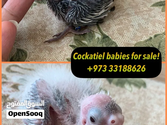 Cockatiels