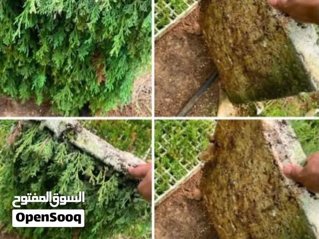 شتل سرو توتم إيطالي  متوفر صواني