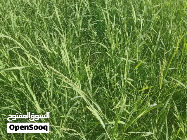 للبيع زرع اخضر وحشائيش اخضر