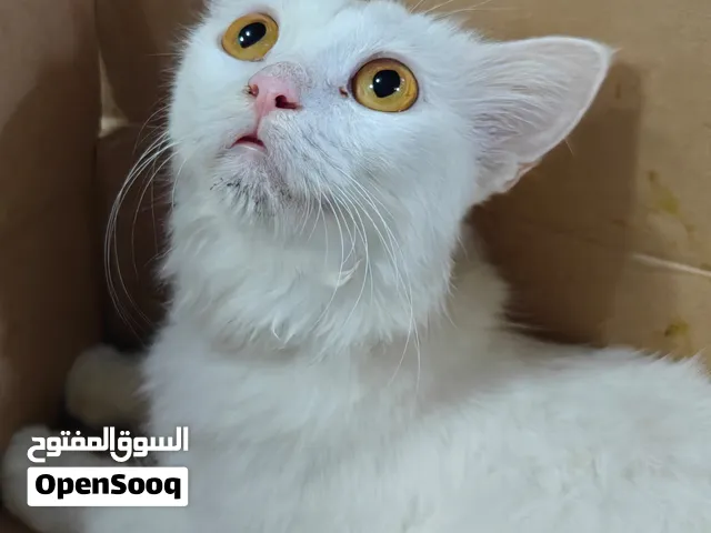 قطط شيرازي