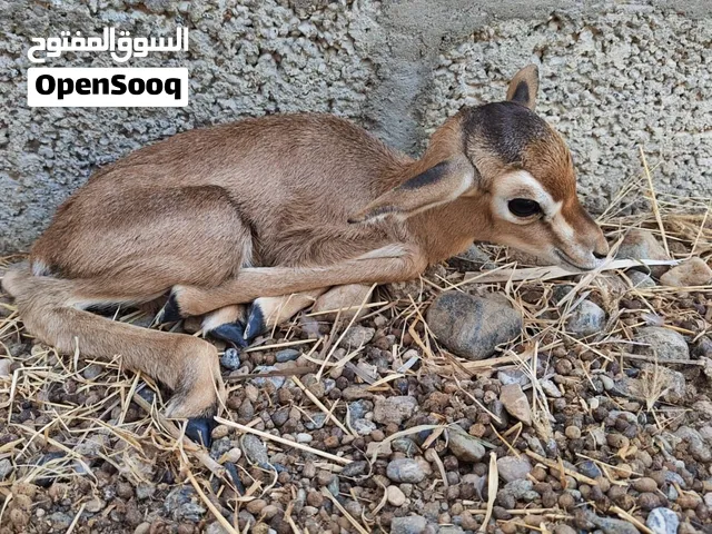 للبيع غزال انثى عنز ب صحه جيده بنت يومين النوع الديماني الاصيل