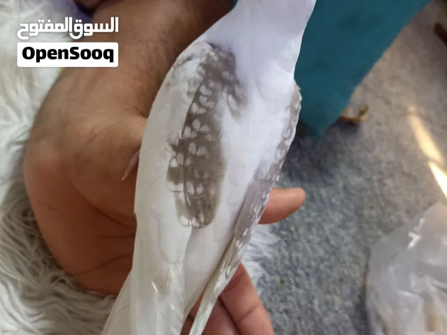 كوكتيل انكليزي اليف