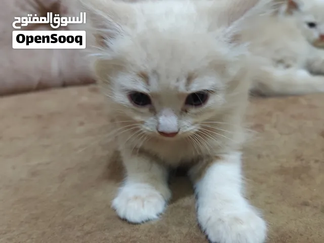 قطط شيرازيه صغيره للبيع