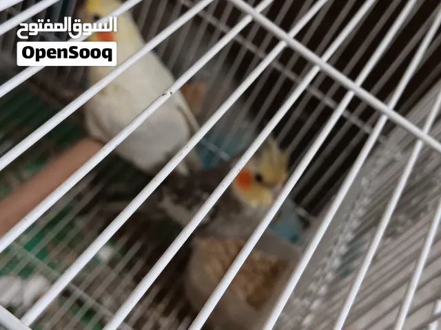 زوج كوكتيل منتج ب30 الف