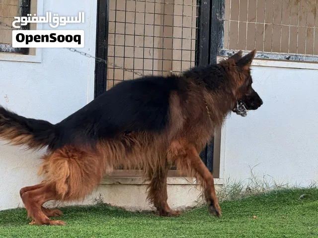 دكر جيرمين حراسه نار الاستفسار علي الوتس فقط