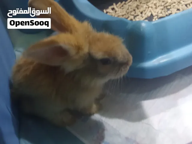 ارانب الانجورا مفطومه مطعمه جميله بتحب اللعب مع الاطفال الوان جميله مشاء الله نشيط جدا