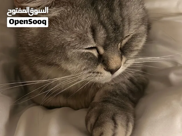 للتبي قطوه سكوتش فولد