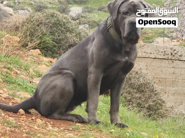 كلب كينكورسو