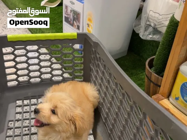 كلب مالتيبو للبيع