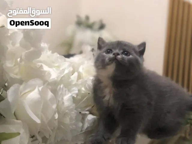 قطط سكوتش ستريت