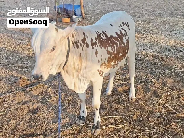 بقره هي وبنتها ماشاء الله