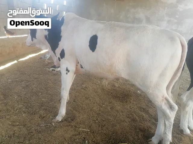 عجل للبيع نوعيه حلوه