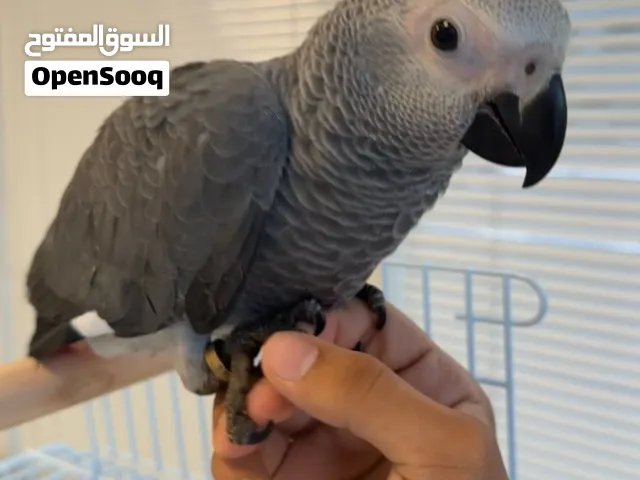 فرخ كاسكو جامبو اليف جداً عمره من 4 الى 5 شهور يسمع الكلام افضل وقت للتعليم وصحته فوق الممتازه