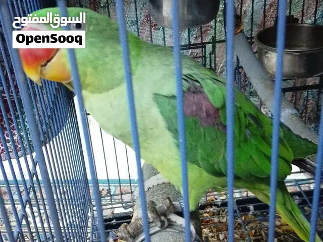 متوة نيباليه