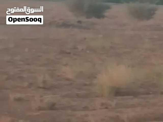 18معاد جنوب الضحي شرق الخط الدولى