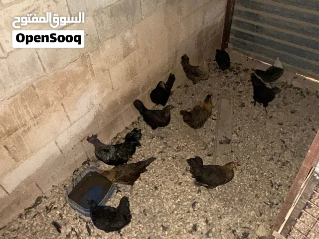 جاج للبيع في النقيرة
