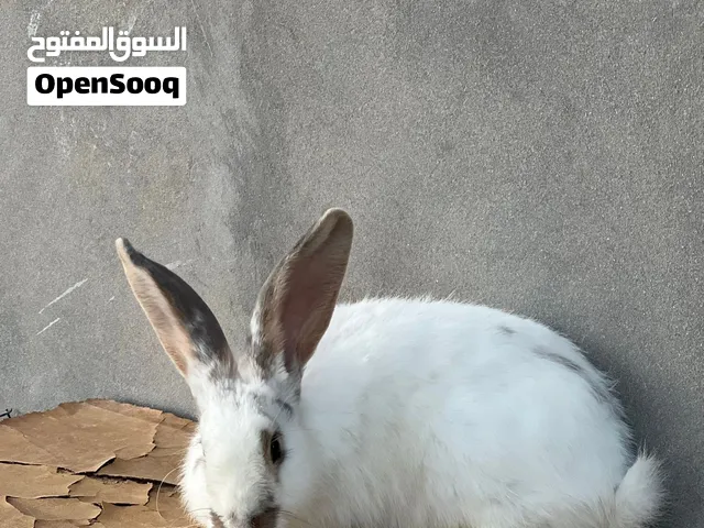 ذكر الماني فراشه للبيع
