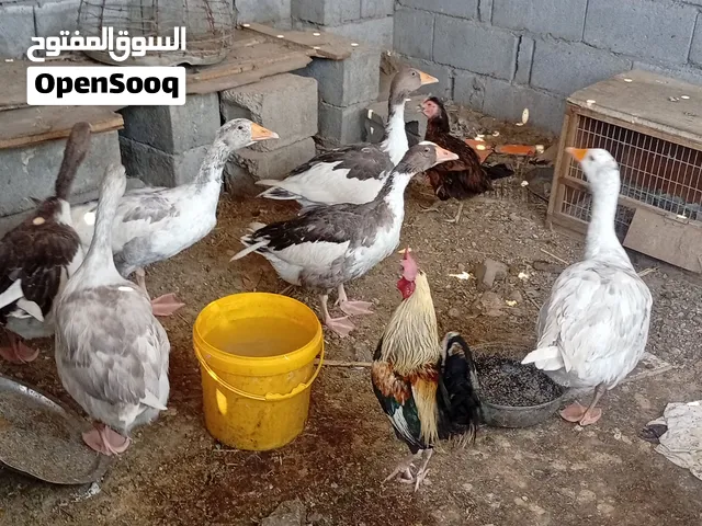 بطوط مال بيت للبيع
