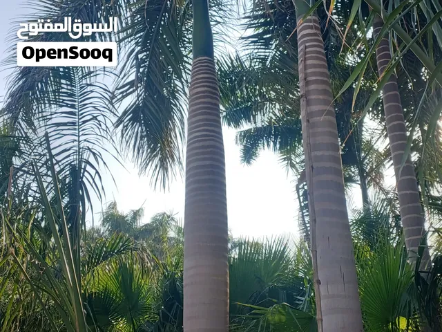 نخل ملوكي نخل واشنطن نخل عربي