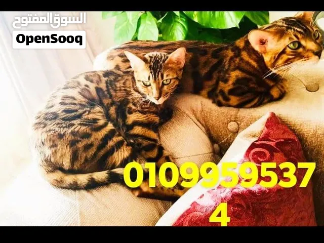 ذكور القط البنغالى النادر