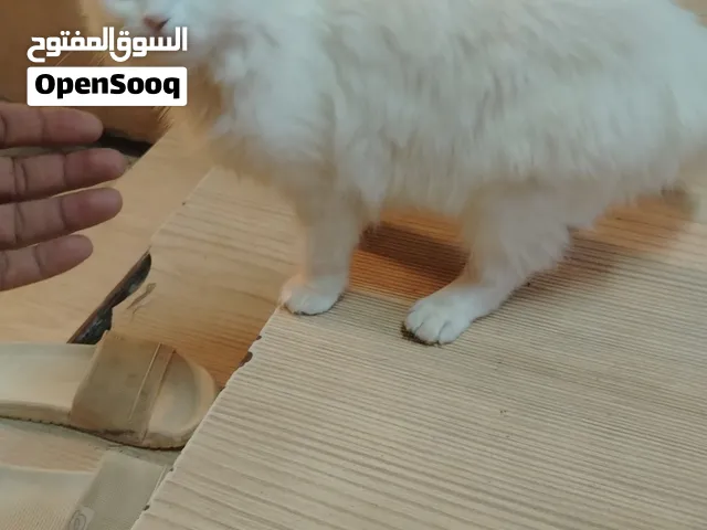 قطه للبيع اليفه