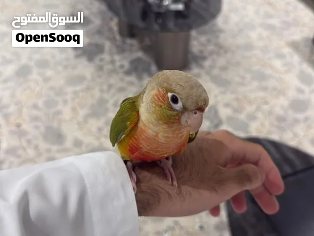 متوفر كمية محدودة من باينبل رد فاكتور و قرين جيك كنيور