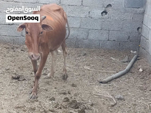 بقرة محليه عشار للبيع