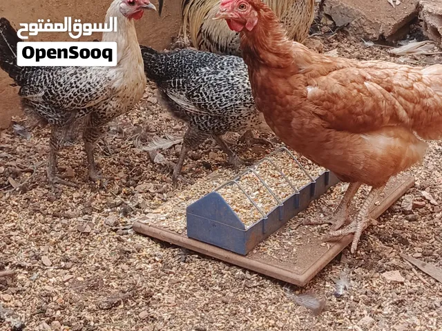 5دجاجات مع ديل سعر حرق