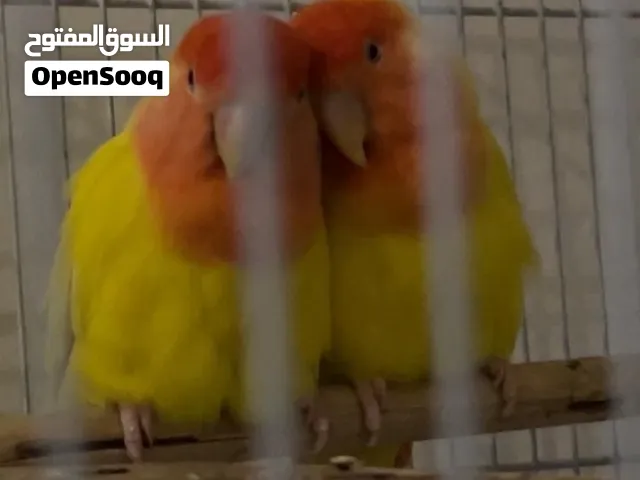 عصافير روز زوجين أليفة وحنونة ومنتجة مع قفصين ومستلزماتها و نشارة خشب السعر على السوم