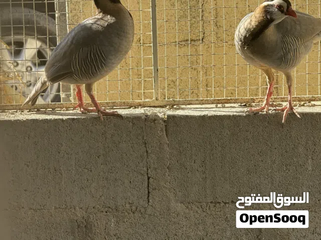 ذكر حجل عماني