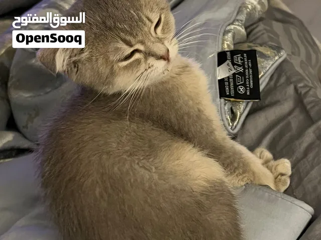 لبيع قطة سكوتش فولد عمرها شهرين