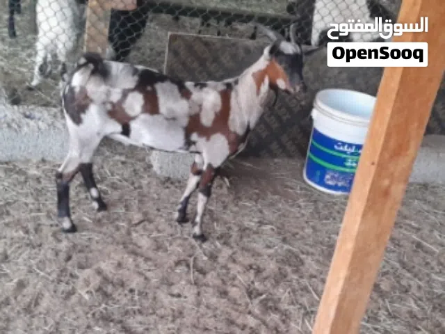 تيس صلالي للبيع